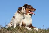 BERGER AUSTRALIEN - ADULT & PUPPY 021